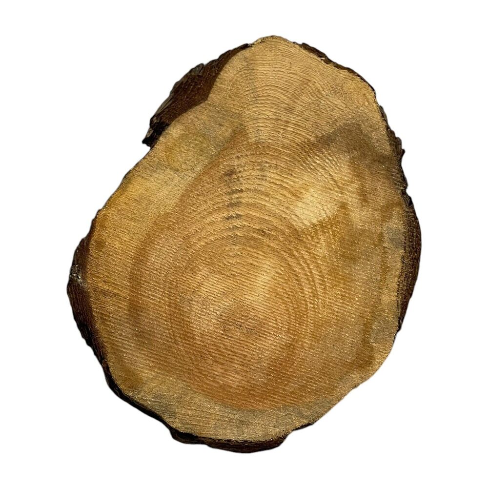 Canisteo Living Sign Tree Ring 5x7 Cutting Planted 1933 Replanted 2016 - Picture 3 of 6
